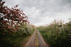 Chemin fleuri
